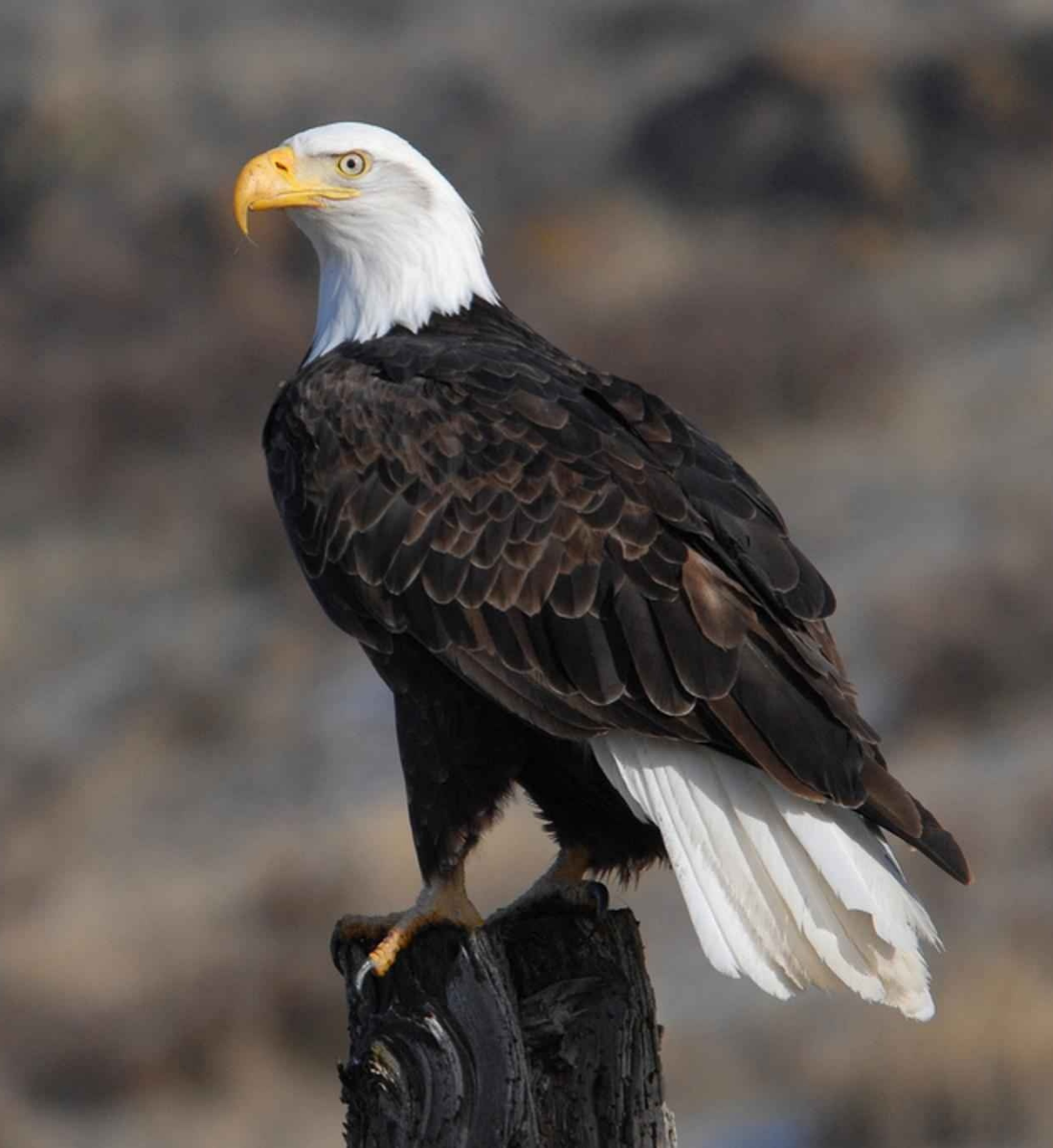 Copy of eagle soar (1)